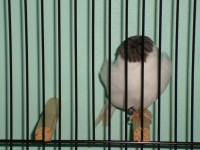 /album/coronas/dsc00619-jpg/