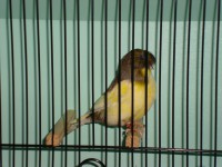 /album/coronas/dsc00656-jpg/