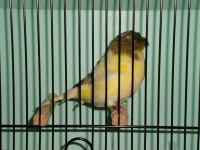 /album/coronas/dsc00682-jpg/