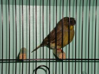 /album/coronas/dsc00688-jpg/