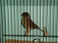 /album/coronas/dsc00690-jpg/