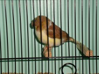 /album/coronas/dsc00698-jpg/