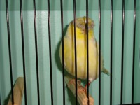 /album/coronas/a1290629322398-scrapeenet-jpg/