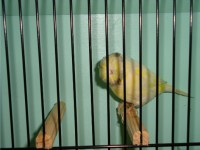 /album/coronas/a1290629370570-scrapeenet-jpg/