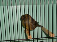 /album/coronas/a1290630296132-scrapeenet-jpg/