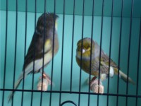 /album/alguns-reprodutores-2011/a1290629512570-scrapeenet-jpg/