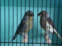 /album/alguns-reprodutores-2011/a1290629571632-scrapeenet-jpg/