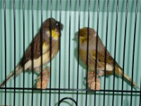 /album/alguns-reprodutores-2011/a1290629612288-scrapeenet-jpg/