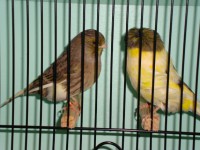 /album/alguns-reprodutores-2011/a1290630014132-scrapeenet-jpg/