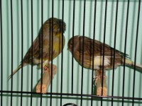 /album/alguns-reprodutores-2011/a1290630631570-scrapeenet-jpg/