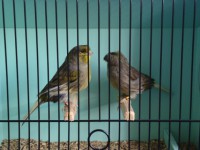 /album/alguns-reprodutores-2011/a1290630353726-scrapeenet-jpg/