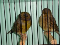 /album/alguns-reprodutores-2011/dsc01007-jpg/