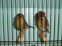 /album/alguns-reprodutores-2011/dsc01024-jpg/