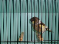 /album/coronas/dsc00975-jpg/