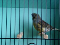 /album/coronas/a1292278347921-scrapeenet-jpg/