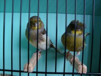 /album/alguns-reprodutores-2011/a1292278191734-scrapeenet-jpg/